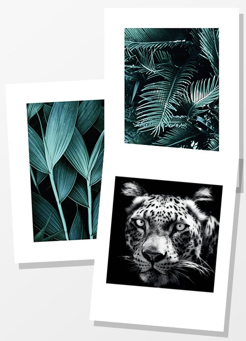 Jungle Dream